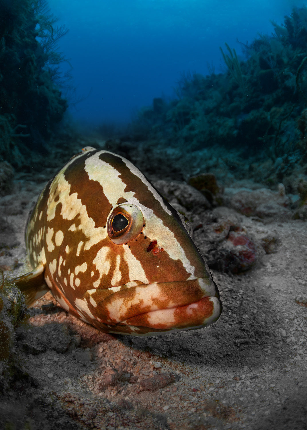 Sleeping grouper Poster och Canvastavla