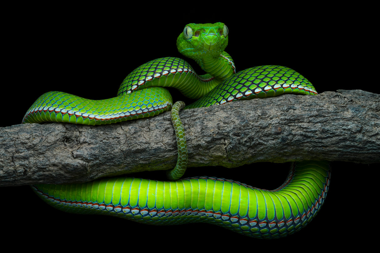 Trimeresurus vogeli Poster och Canvastavla