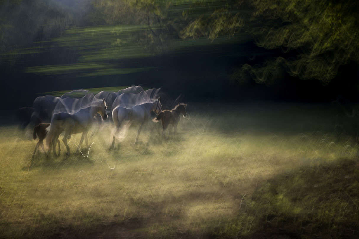 On the pasture Poster och Canvastavla
