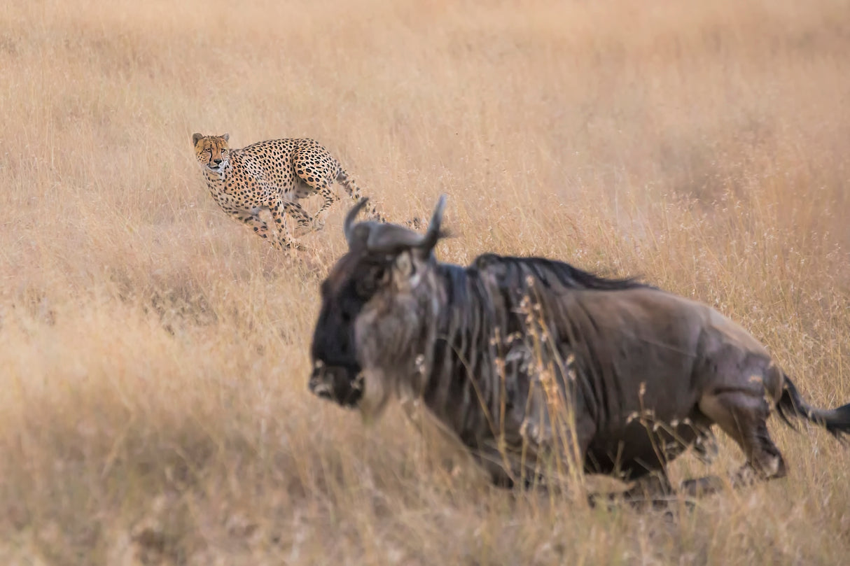 Cheetah Hunting - 2 Poster och Canvastavla