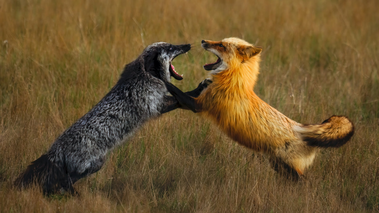 Fighting Poster och Canvastavla