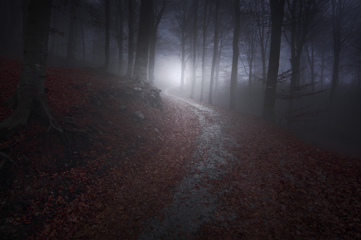 Path to the light Poster och Canvastavla