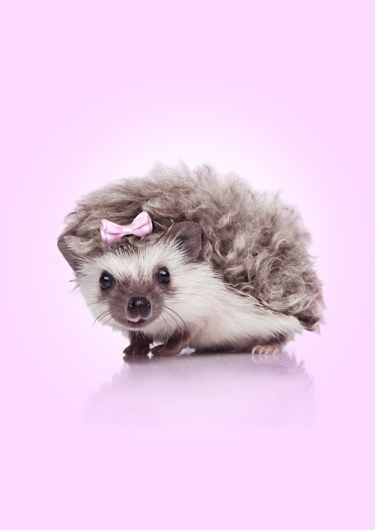Curvy Hedgehog Poster och Canvastavla