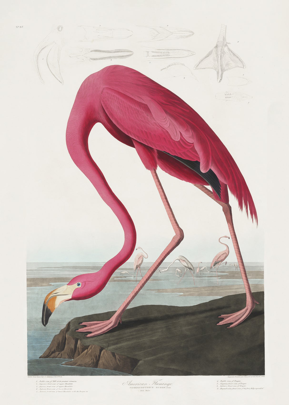 Pink Flamingo From Birds of America (1827) Poster och Canvastavla