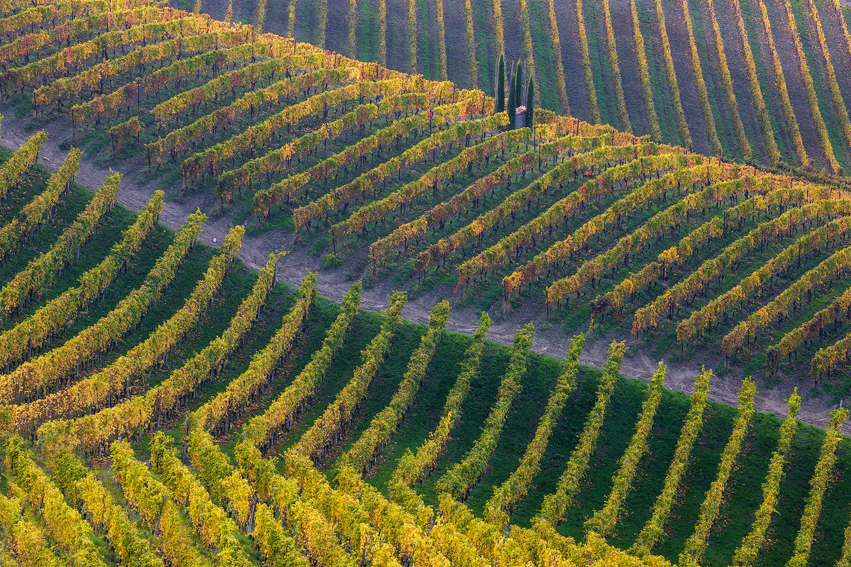 Vineyards Poster och Canvastavla