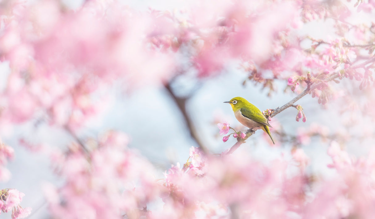 Cherry-blossom color Poster och Canvastavla