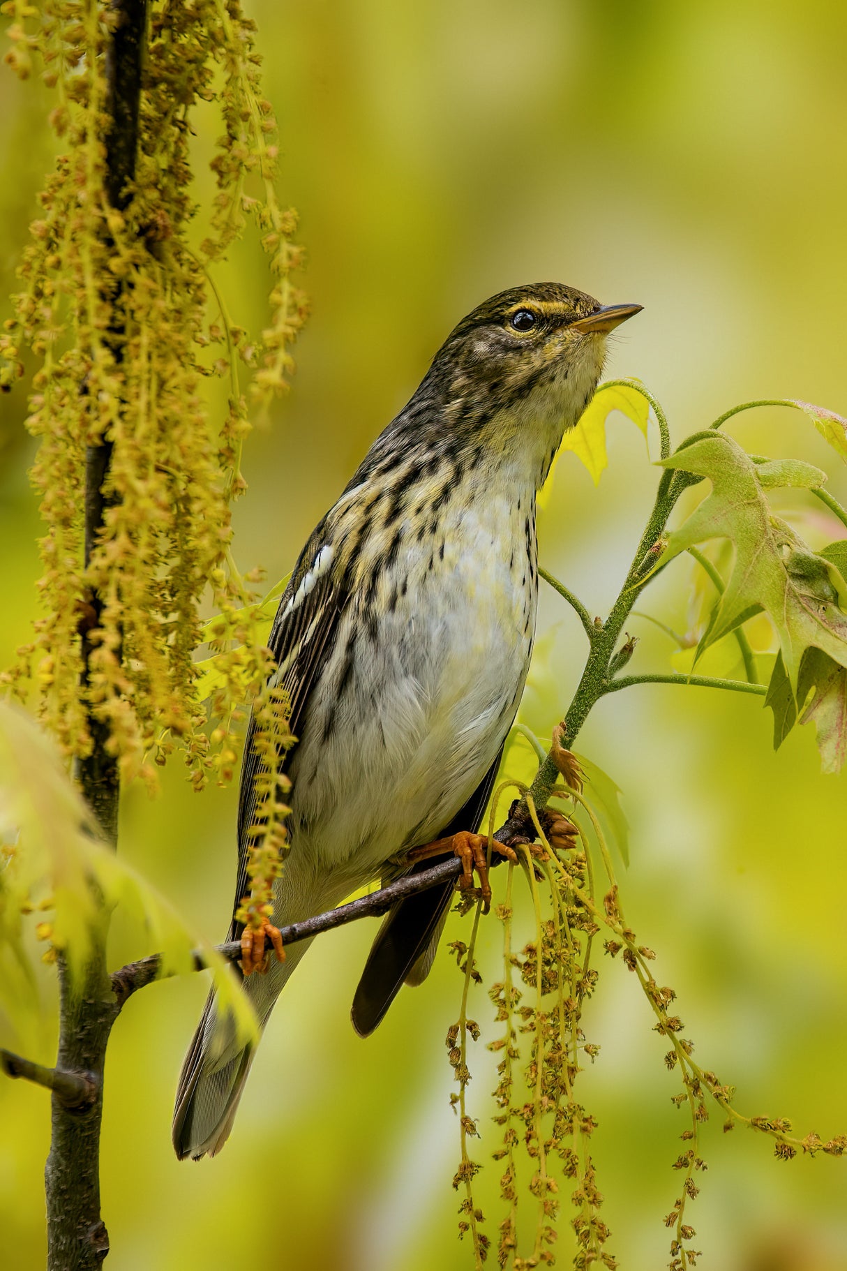 Blackpoll warbler Poster och Canvastavla