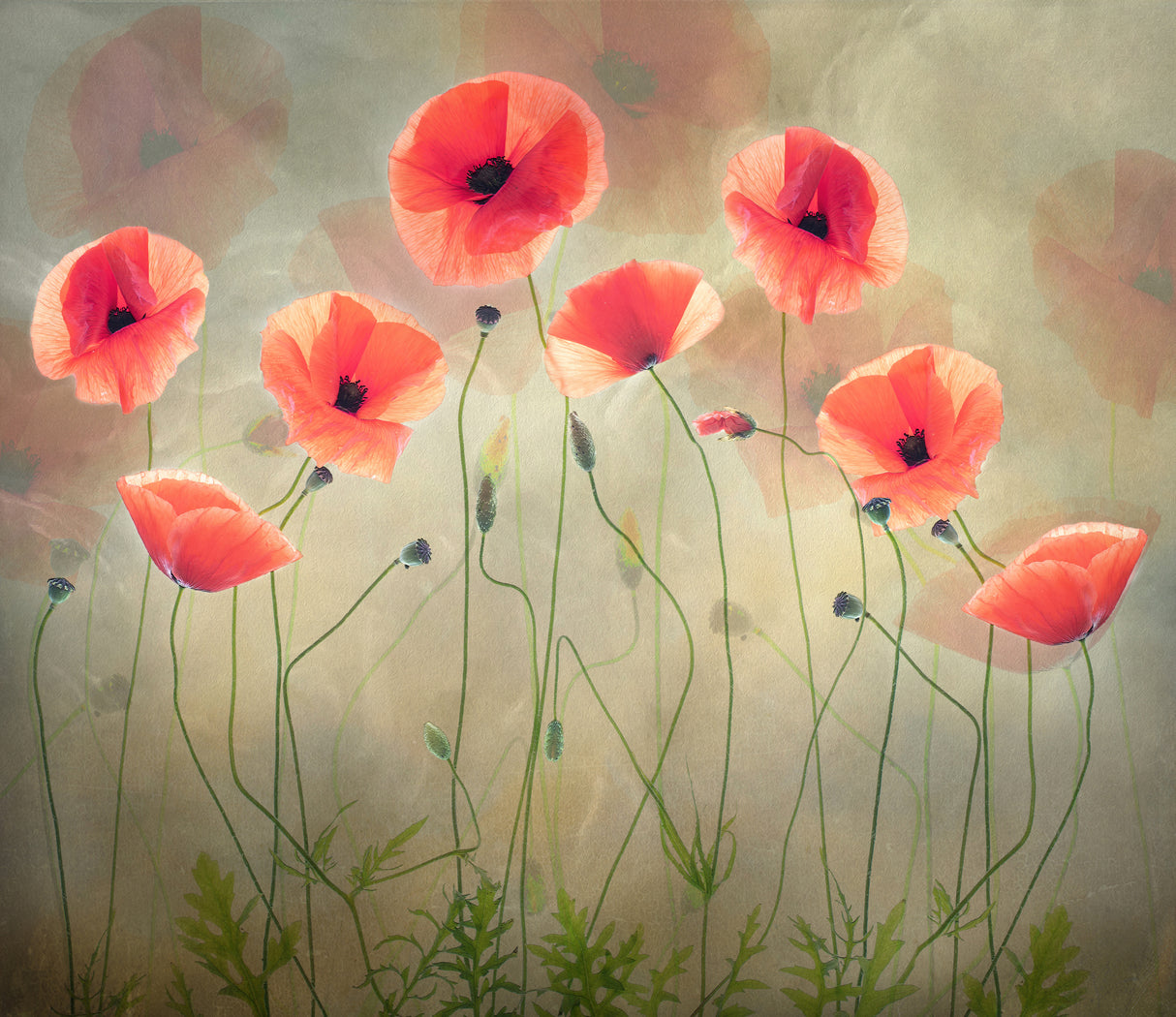 Poppy Dance Poster och Canvastavla