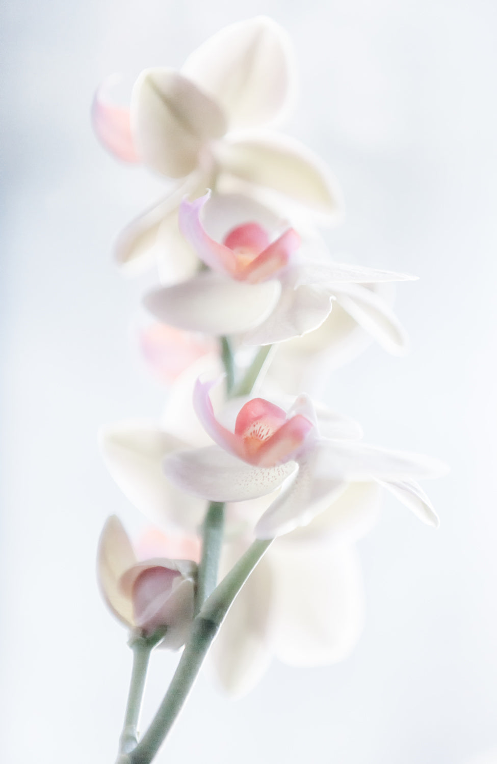pale beauty Poster och Canvastavla