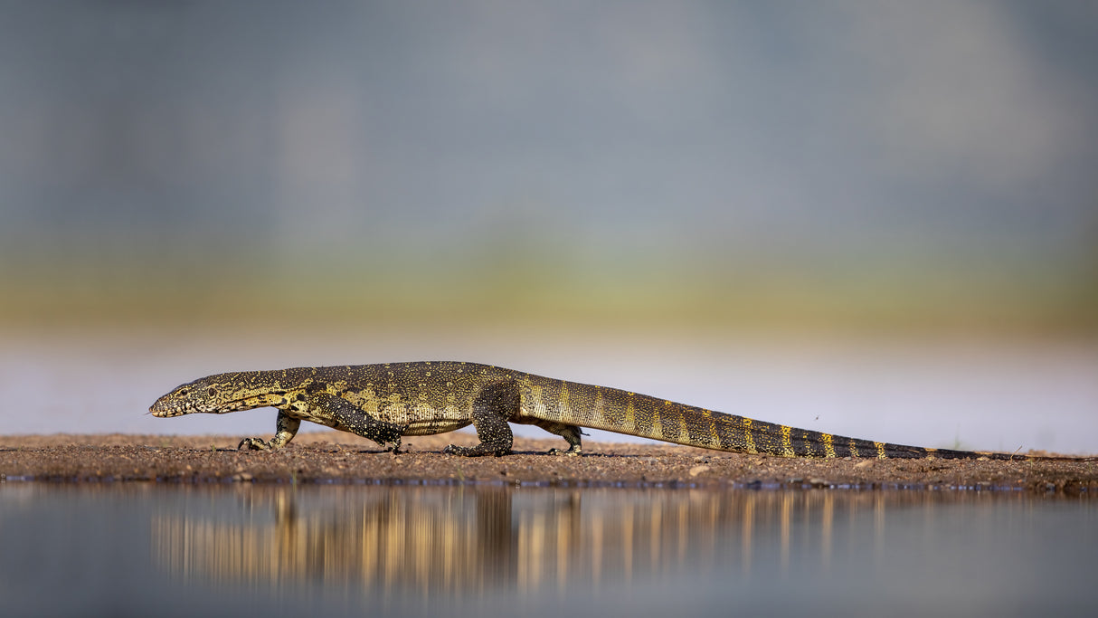 Water Monitor Poster och Canvastavla