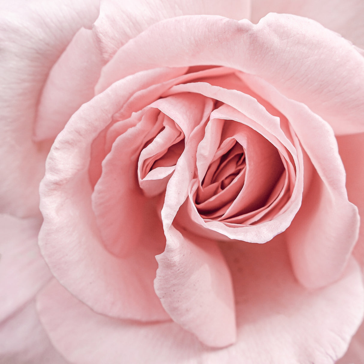 Pink Rose Poster och Canvastavla