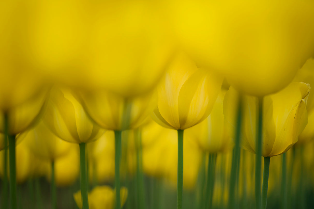 Yellow one color Poster och Canvastavla