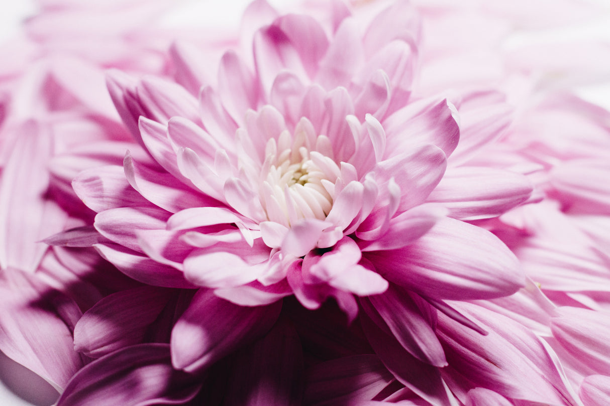 Soft Loveliness Poster och Canvastavla