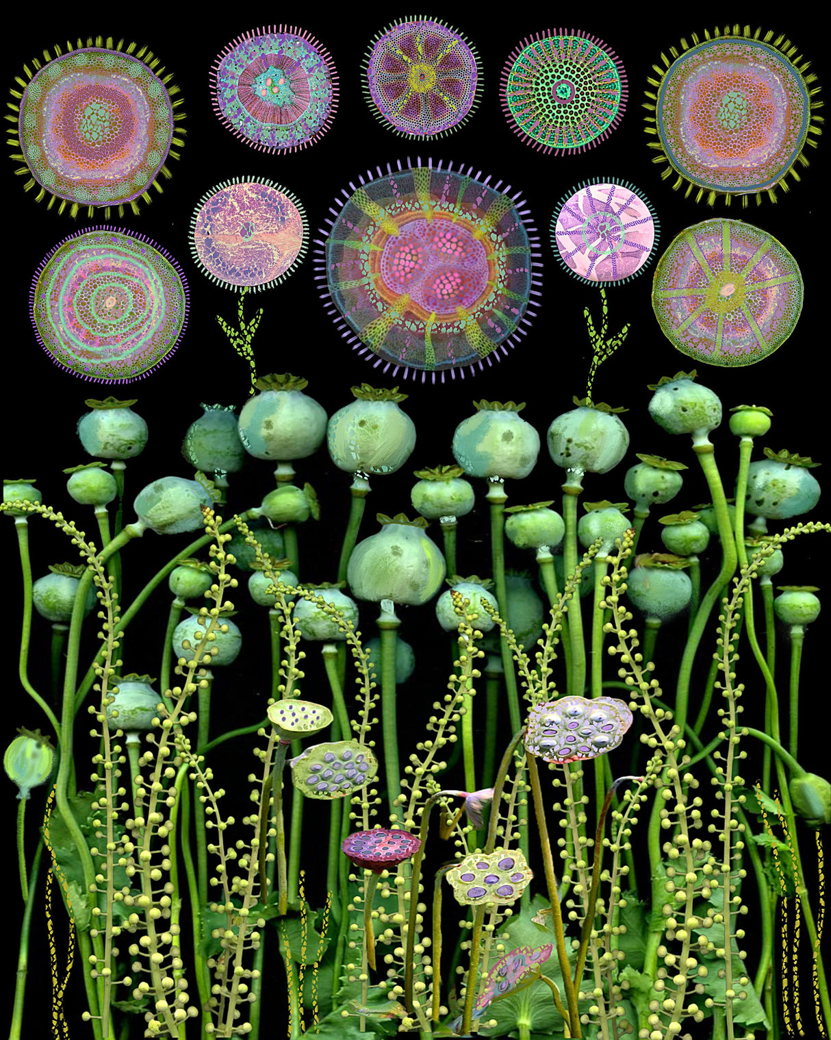 Poppy Floral Meadow.png Poster och Canvastavla