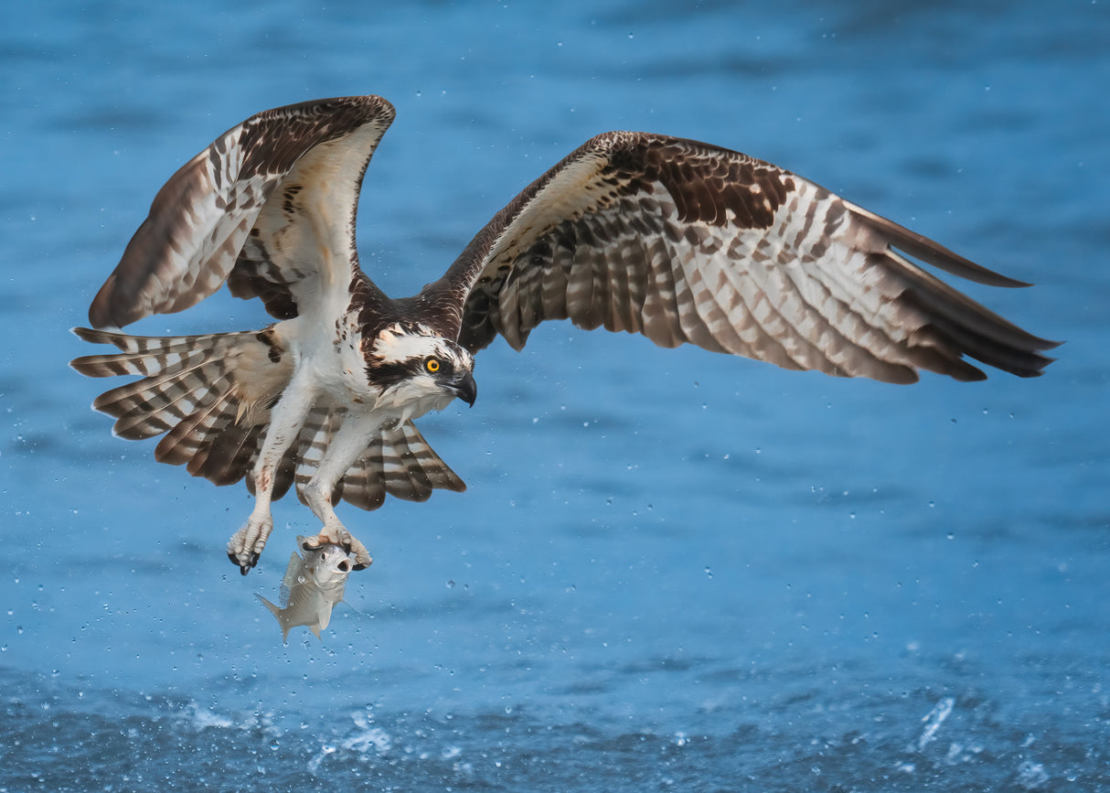 Osprey & Fish Poster och Canvastavla