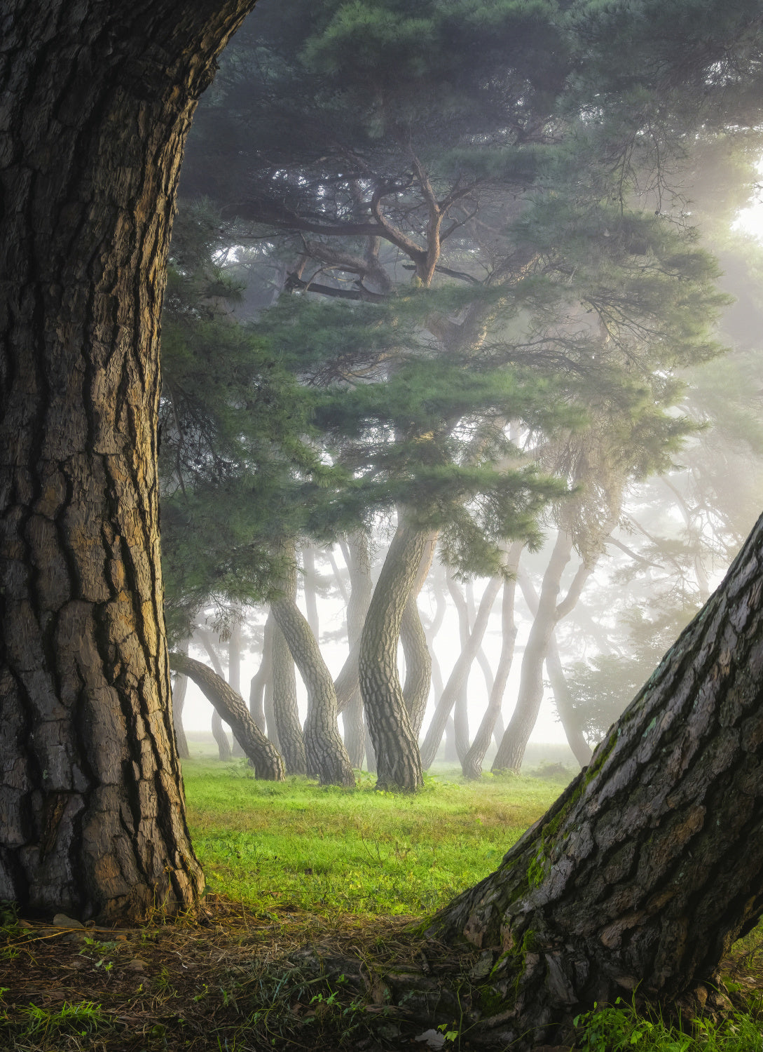 Pine tree Poster och Canvastavla