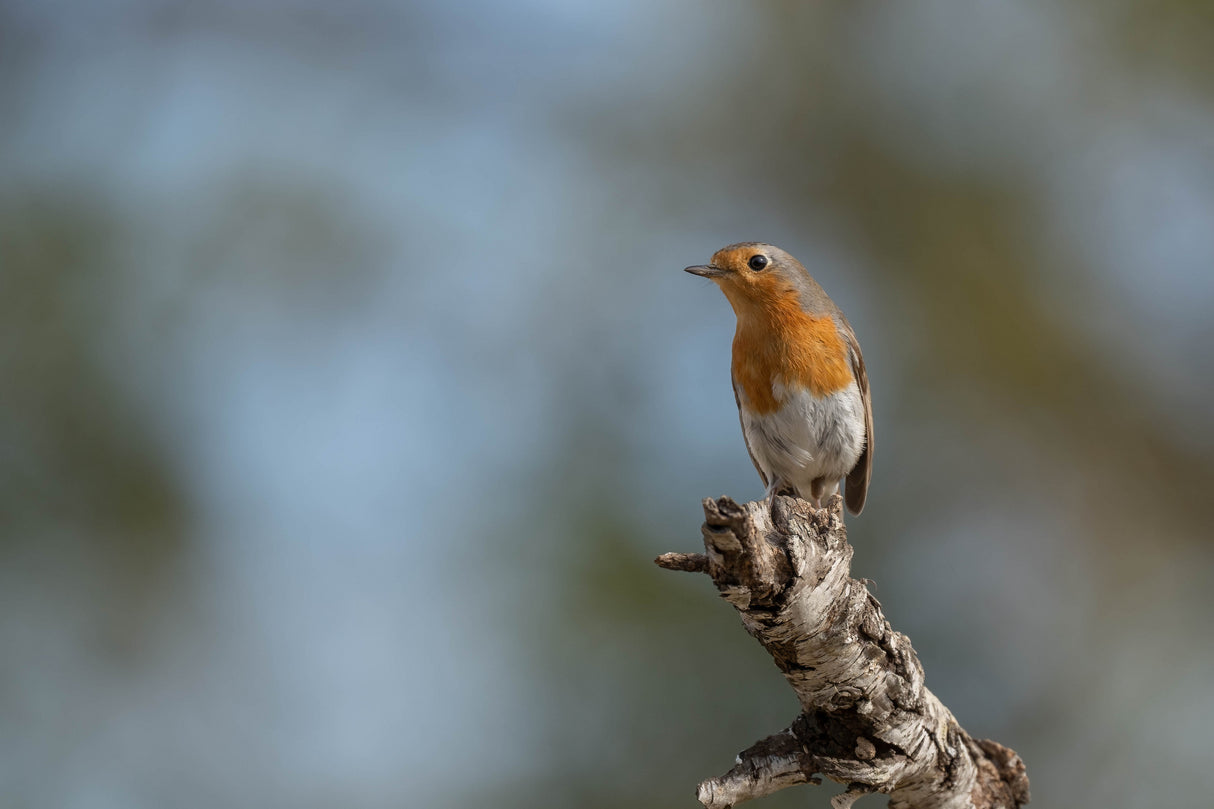 European robin (Erithacus rubecula) Poster och Canvastavla