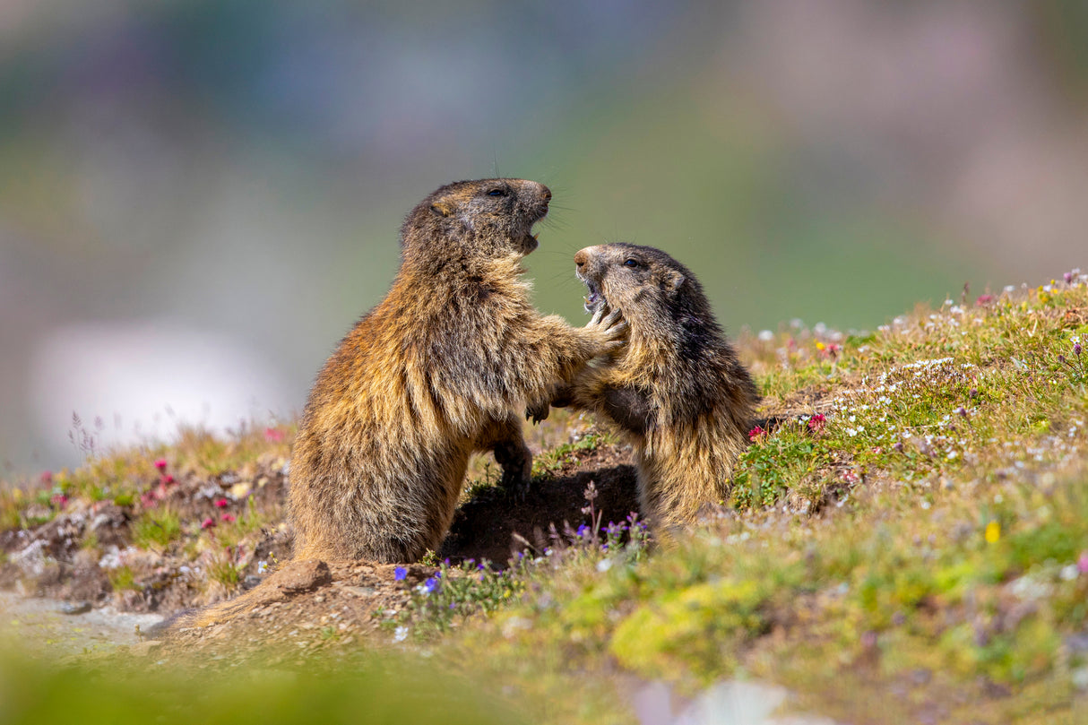 Marmot in the rainbow Poster och Canvastavla