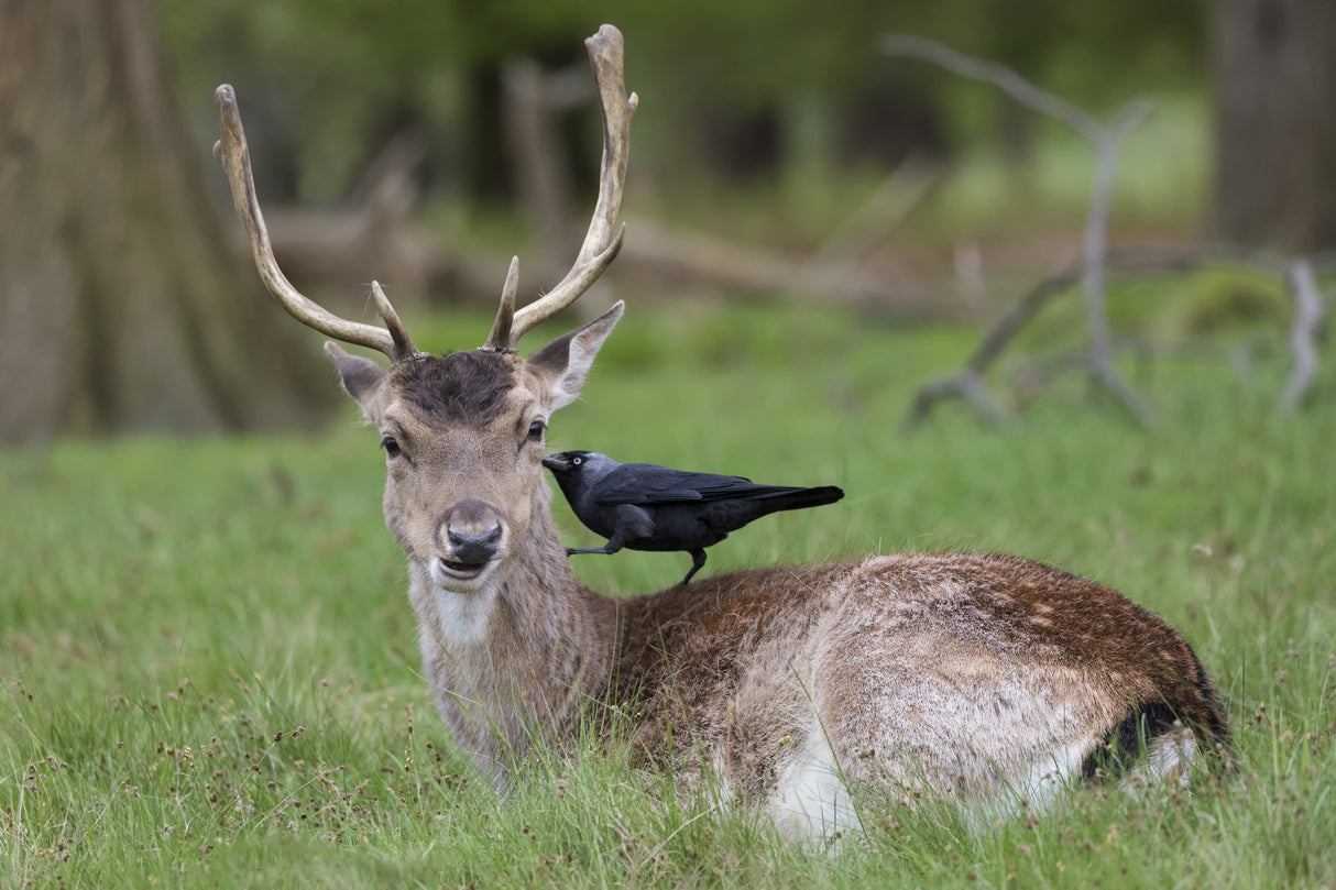 Fallow Deer Poster och Canvastavla