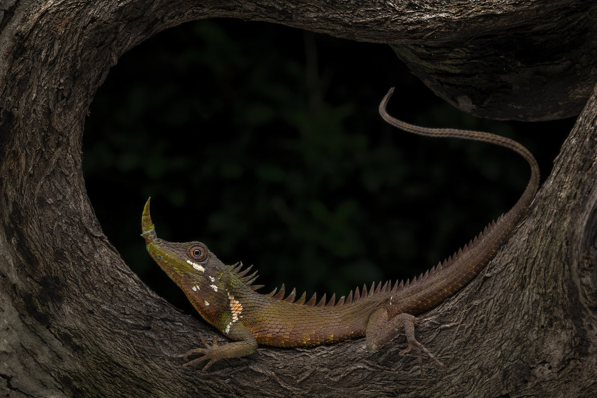 Pinokio lizard Poster och Canvastavla