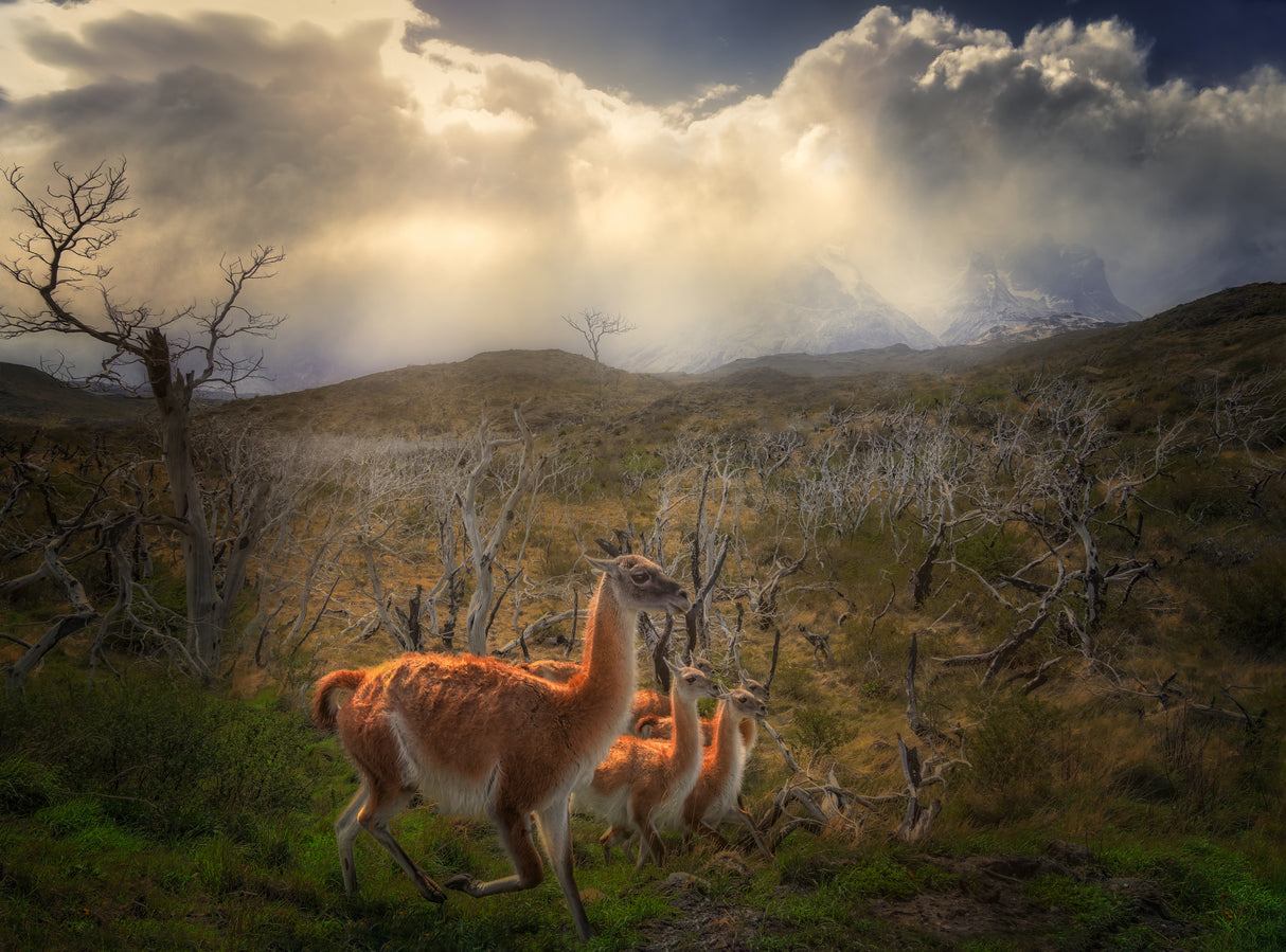 Environmental Portrait of Guanacos Poster och Canvastavla