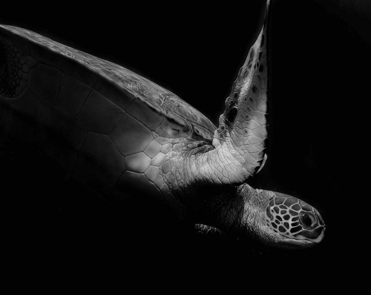 Portrait of a sea turtle in black and white (II) Poster och Canvastavla