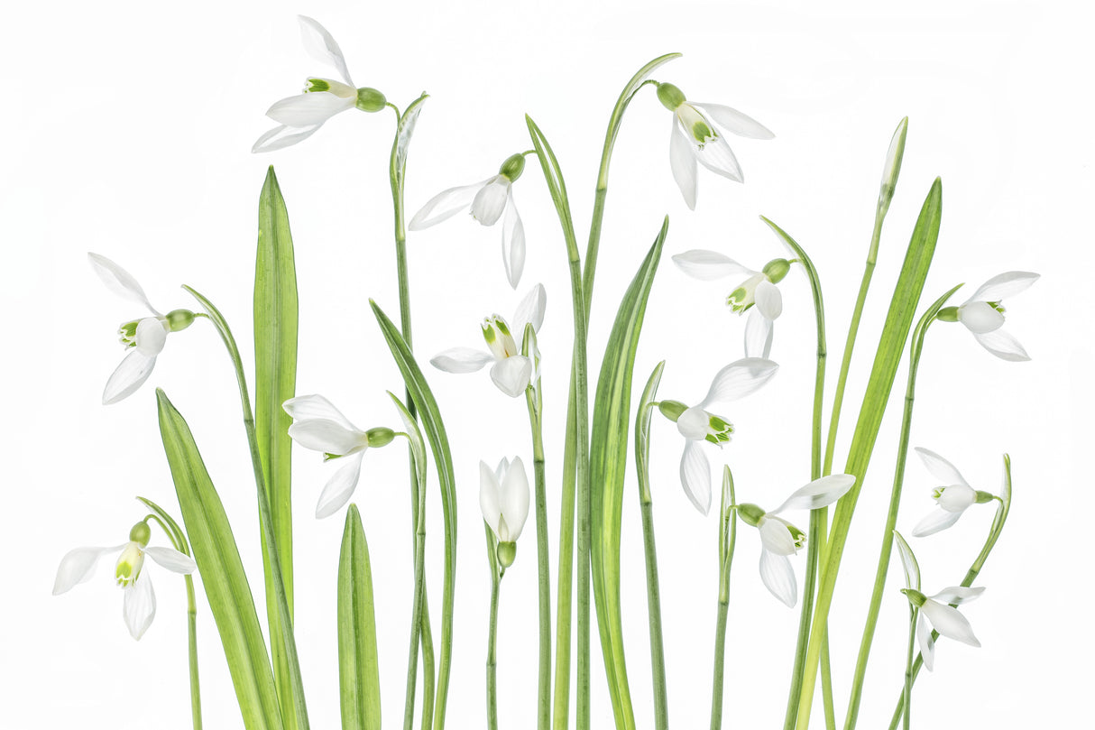 First Snowdrops Poster och Canvastavla