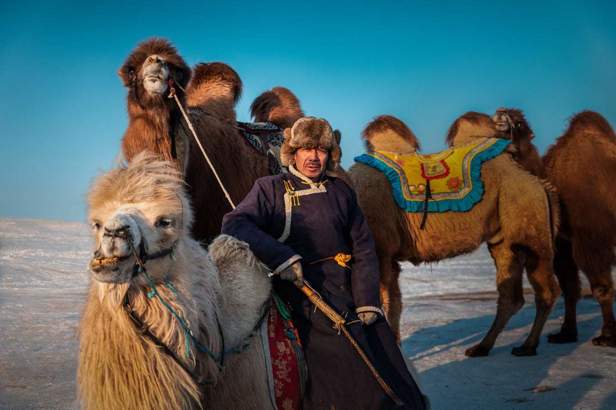 Farmer and His Camel Poster och Canvastavla