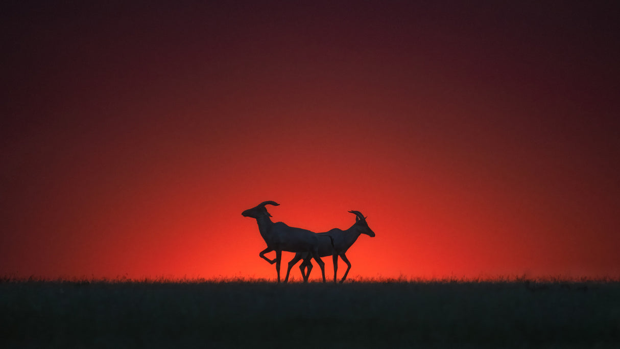 Topi in the Sunset Poster och Canvastavla