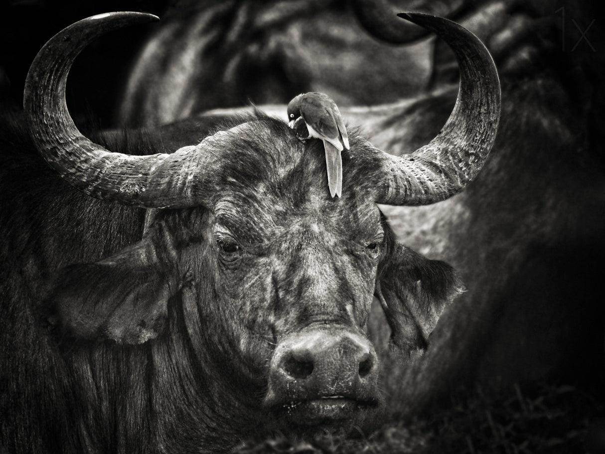 Red-billed Oxpecker and the Buffalo Poster och Canvastavla