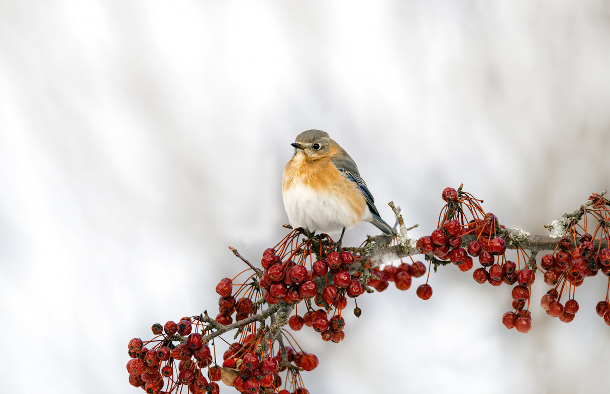 Eastern Bluebird Poster och Canvastavla
