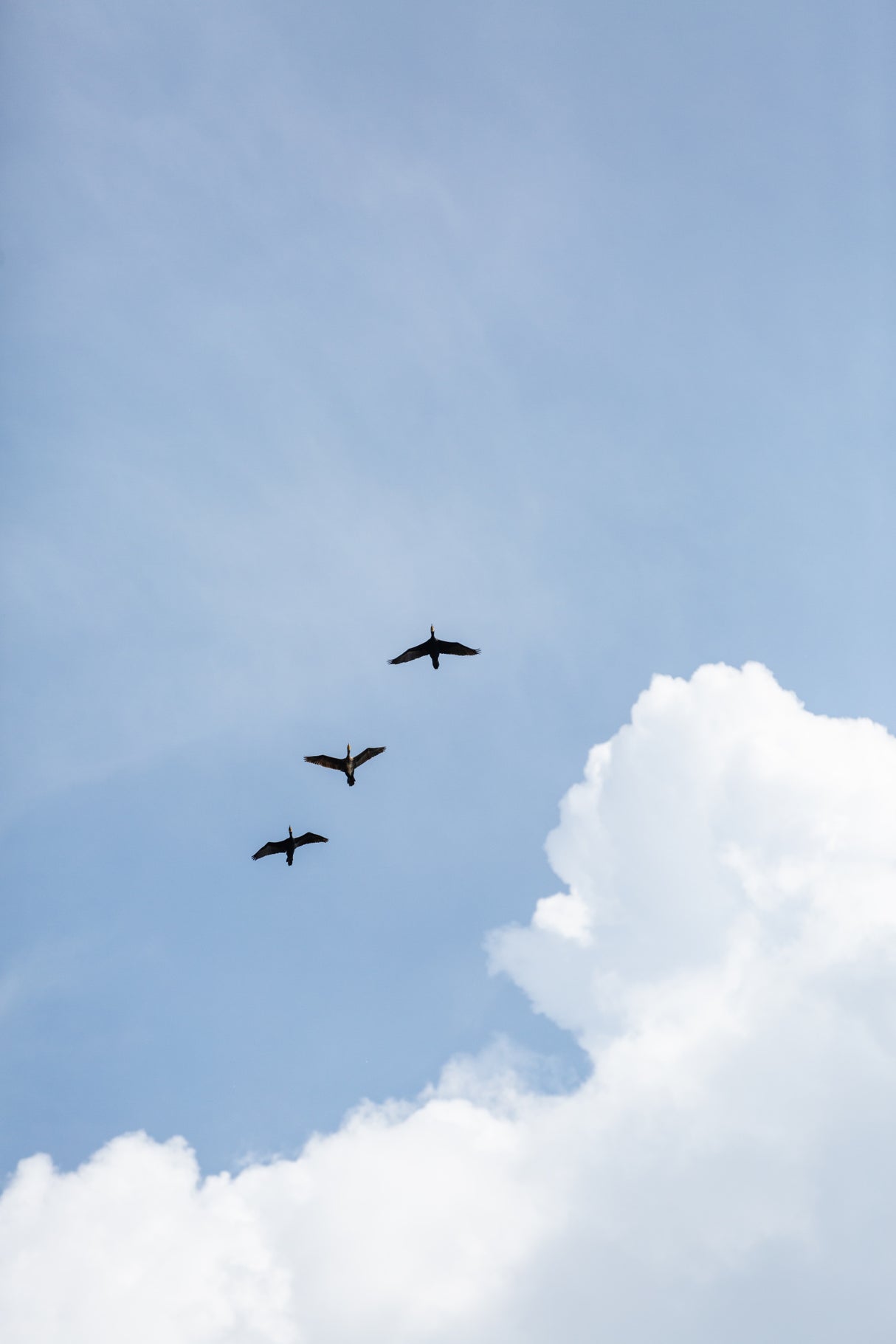 Flying Home Poster och Canvastavla