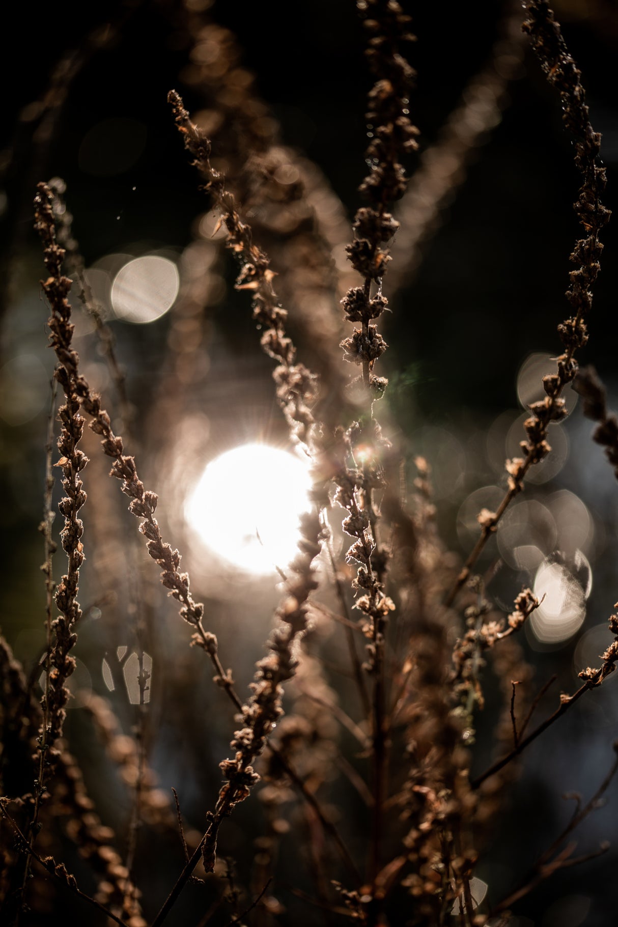 Natural Sparkle 2 Poster och Canvastavla