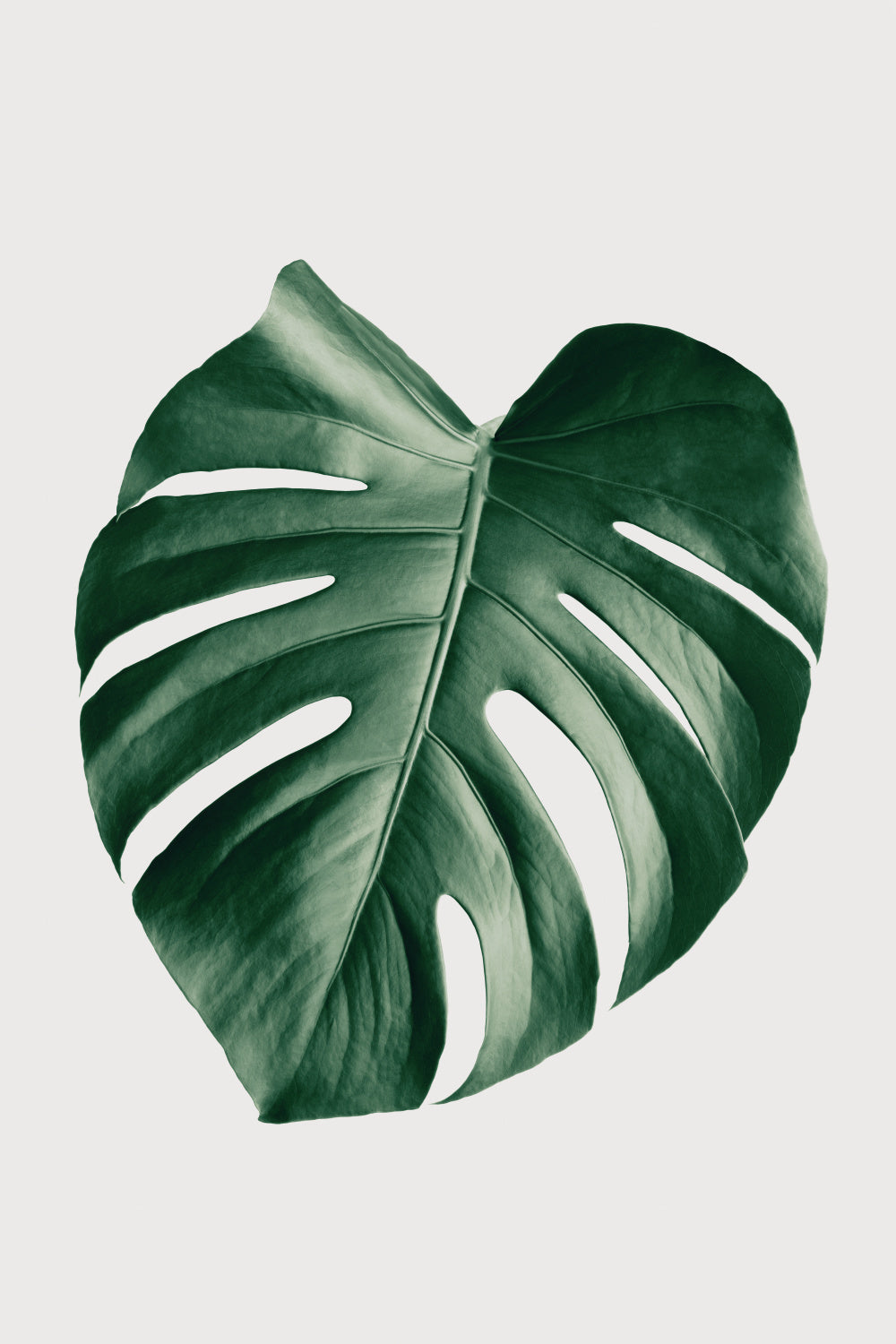 Monstera Natural 23 Poster och Canvastavla