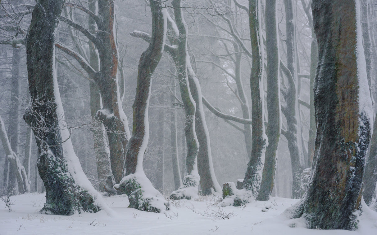 Breath of winter Poster och Canvastavla