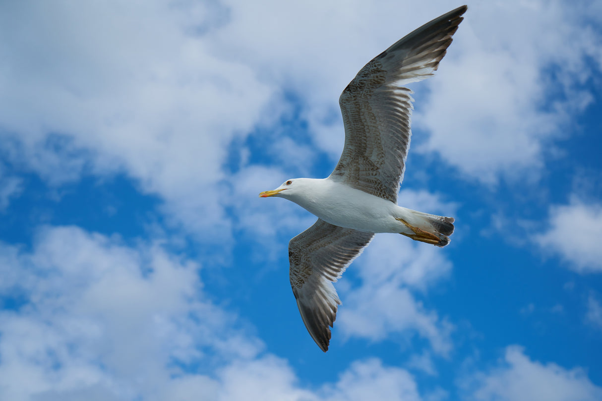 flying seagull Poster och Canvastavla