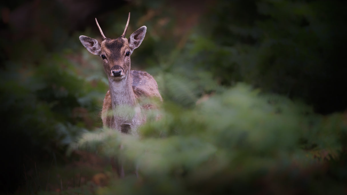 Young Fallow Deer Poster och Canvastavla