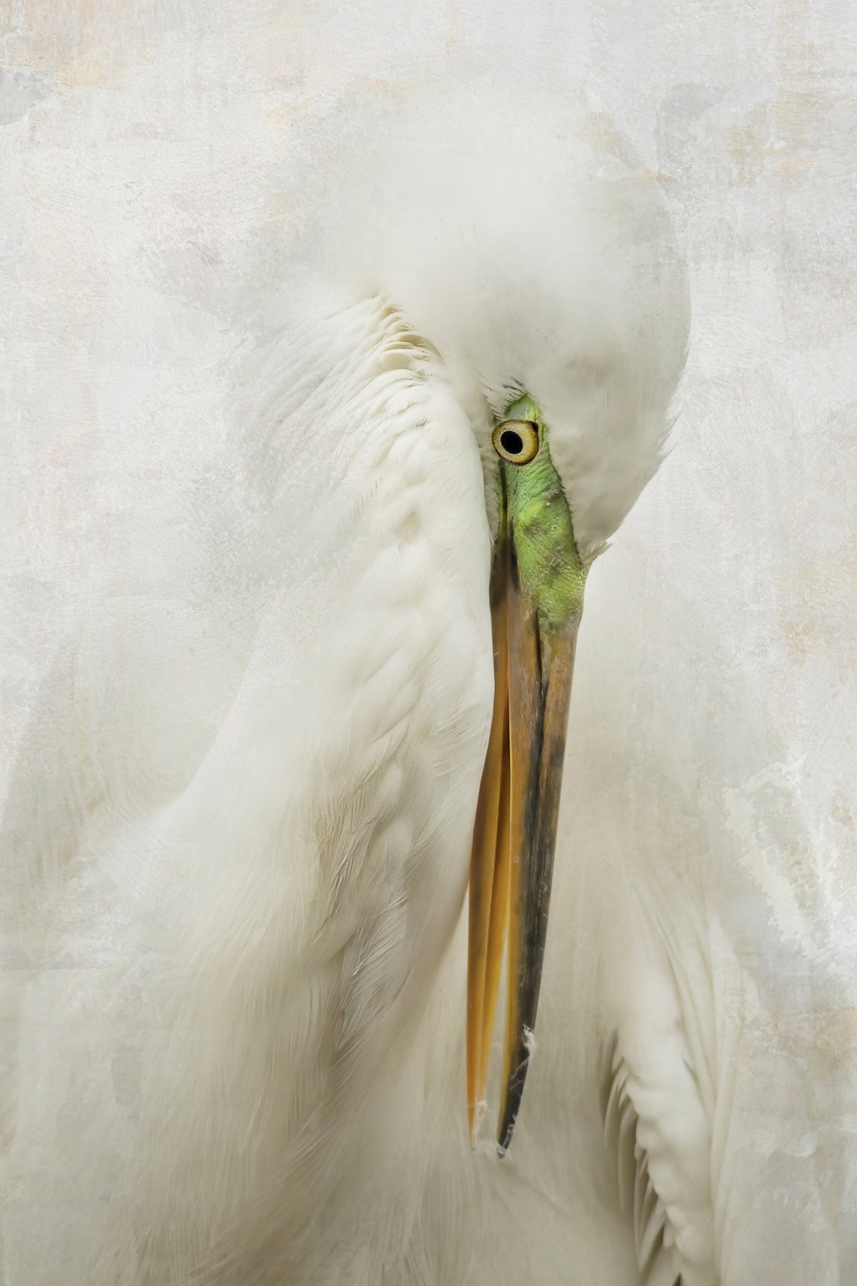 Egret Art Poster och Canvastavla