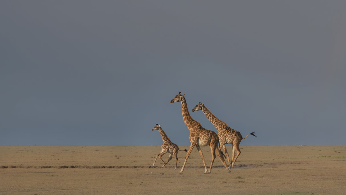 Giraffe family run Poster och Canvastavla