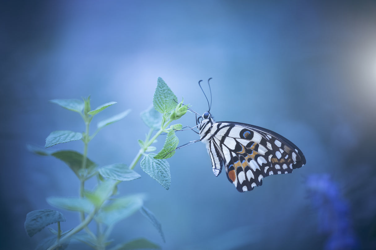 butterfly Poster och Canvastavla