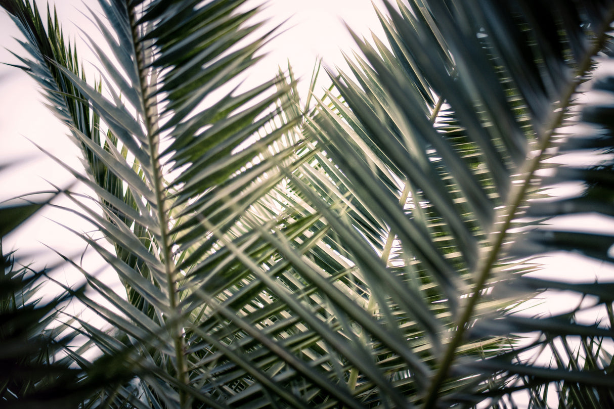 Palm Branches Poster och Canvastavla