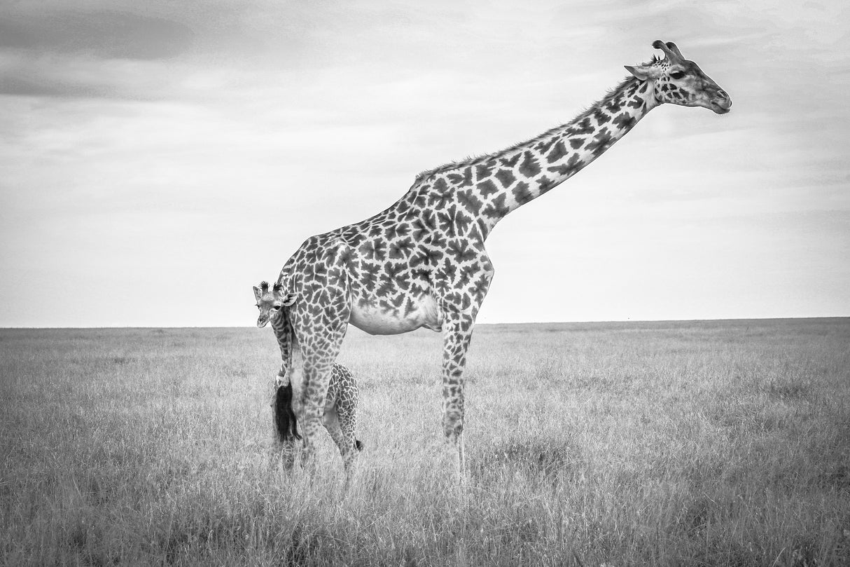 Innocence Poster och Canvastavla