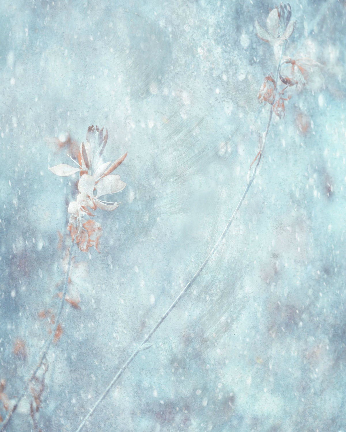 Winter Winds Poster och Canvastavla