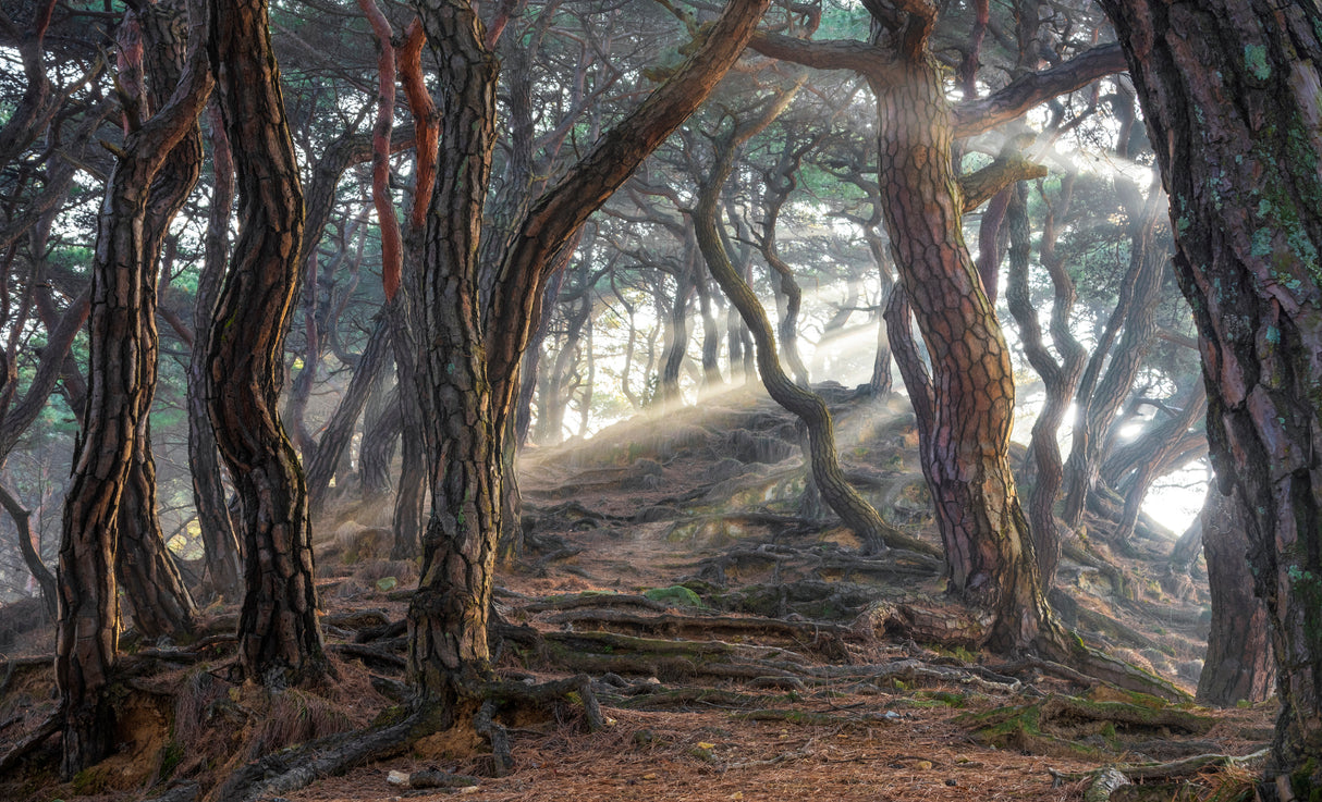 Sacred pine forest Poster och Canvastavla