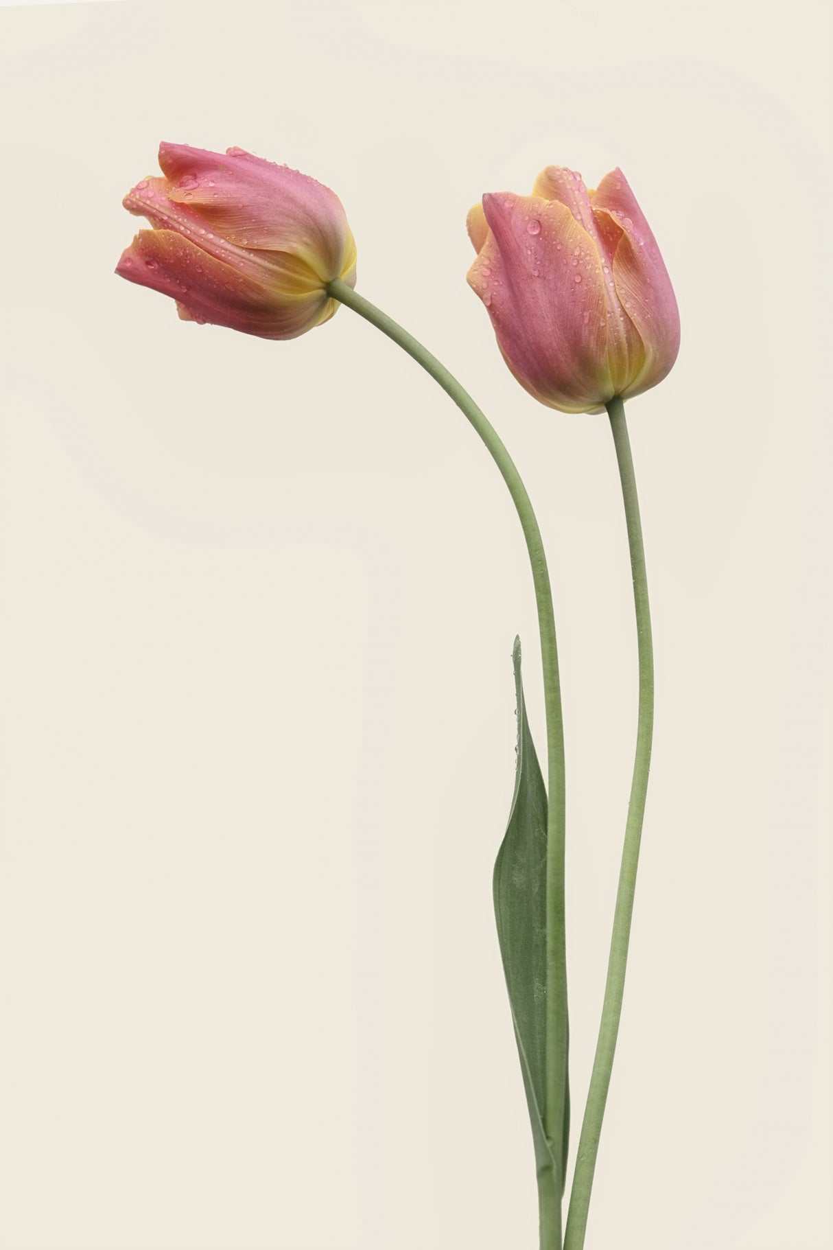 Duo Poster och Canvastavla