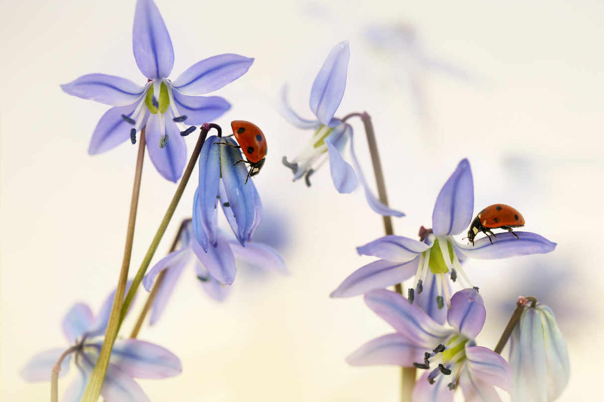 Springtime (Ladybirds with Scilla Siberica) Poster och Canvastavla