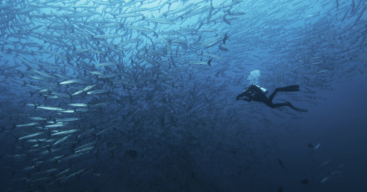In a fishschool of barracudas. Poster och Canvastavla