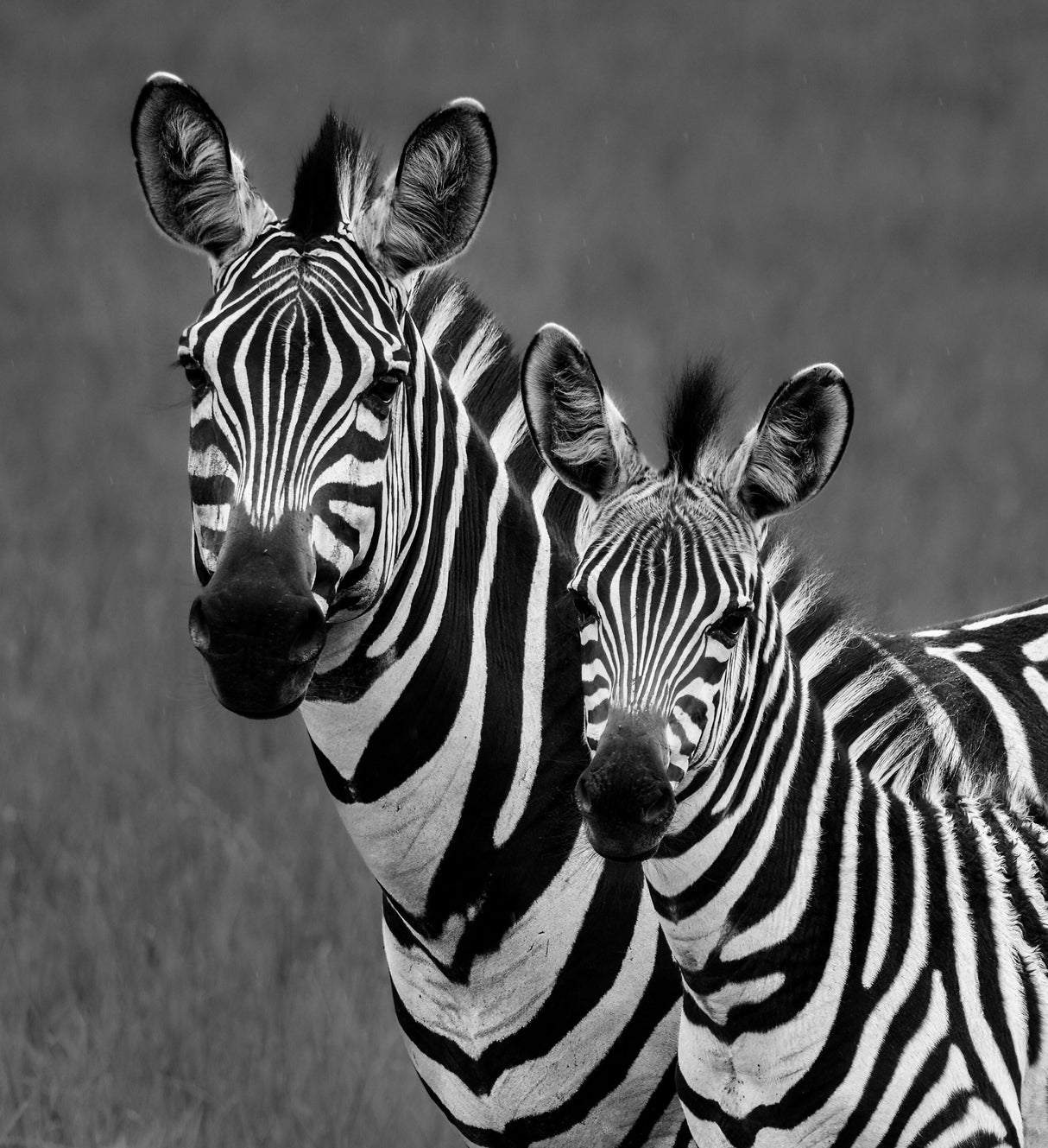Zebras Poster och Canvastavla