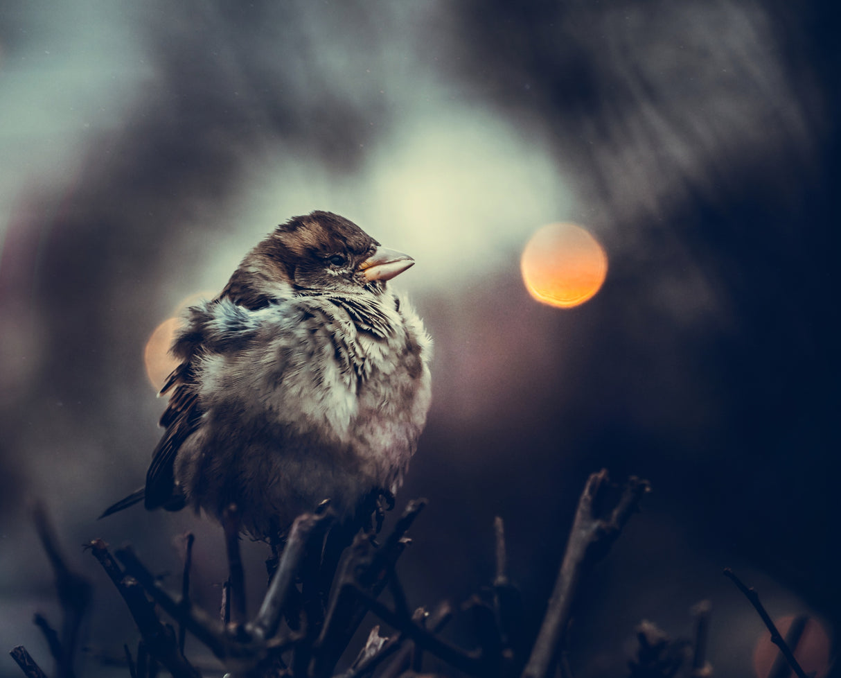 Moon sparrow Poster och Canvastavla