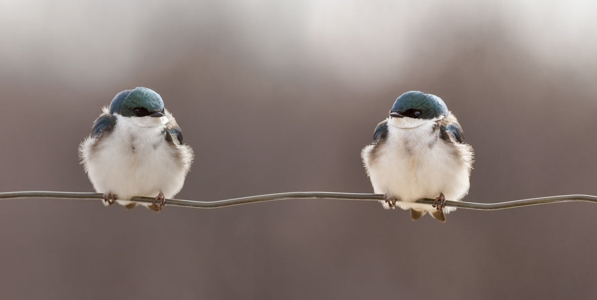 Birds on a wire Poster och Canvastavla